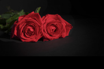 Two red roses lying down on a black background