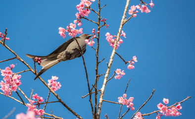 Beautiful Ashy Drongo(Dicrurus leucophaeus) perch on the vine under the sunshine in the nature, Northern of Thailand