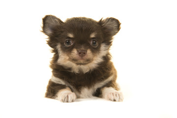 Cute chihuahua puppy lying down seen from the front looking at the camera on a white background