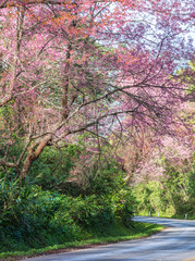Pink Cherry blossom on road in the morning at north of Thailand, Chiang Mai, Thailand.
