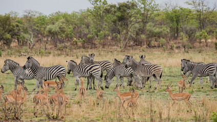 Fototapeta na wymiar Kudus und Zebras in der Savanne vom in Simbabwe, Südafrika