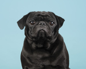 Portrait of a black pug looking at the camera on a blue background - obrazy, fototapety, plakaty