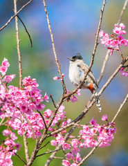 Sooty-headed bulbul on tree branch, Bird in Thailand.