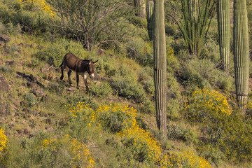 Wild Burro in the Arizona Desert in Spring