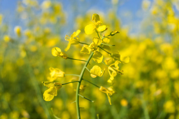 Closeup of rape field, flowering rapeseed. Blooming field on a hot summer day. Bright Yellow Rape Oil.
