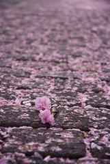 Kirschblüten auf Kopfsteinpflaster