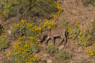 Wild Burro in the Arizona Desert in Spring