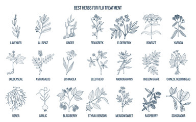 Fototapeta na wymiar Best herbs for flu treatment