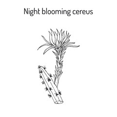 Fototapeta premium Night Blooming Cereus medicinal plant