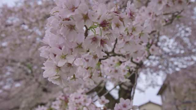 宮城　春 風景 白石川堤一目千本桜 Japanese scenery Shiroishikawa "Hitome Senbon sakura"