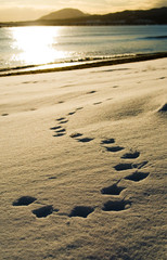 雪　足跡　鳥　夕暮れ　素材