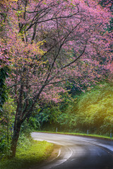Fototapeta premium Pink Cherry blossom on road in the morning at north of Thailand, Chiang Mai, Thailand.