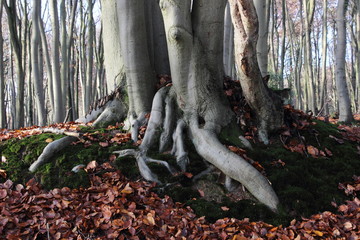 Baumwurzelnschachsel