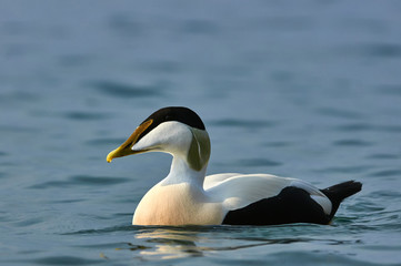 Common eider swimming