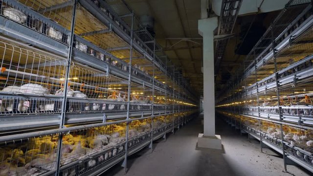 A poultry factory corridor with high battery cages with broilers on both sides. 