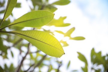 fresh leaf with the sunlight