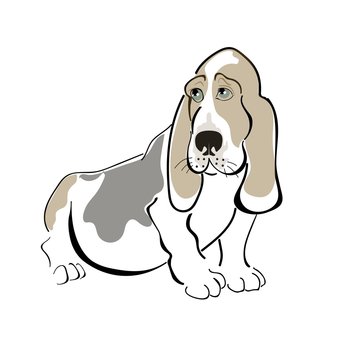 dog basset haund
