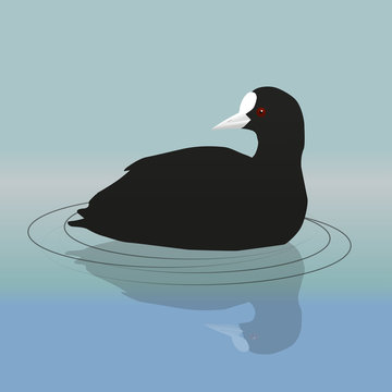 
A vector illustration of a common coot or Eurasian coot swimming and looking backwards