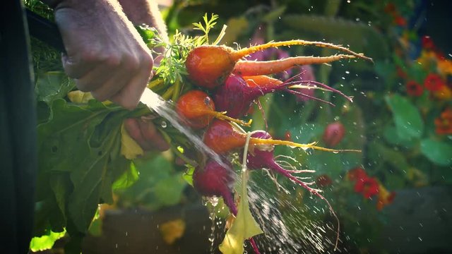 Man washing bunch fresh organic beets carrots garden vegetables
