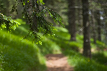Naklejka premium Wandern in den italienischen Alpen - Italien