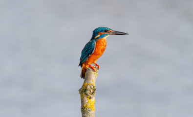 Kingfisher
