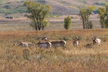 Pronghorn antelope in the Fall rut