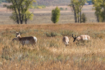 Pronghorn antelope in the Fall rut