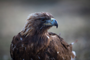 Mongolian golden eagle head, close-up.