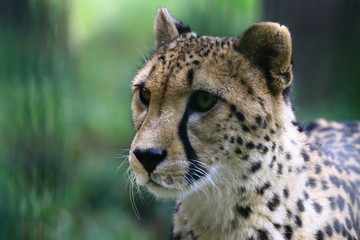 Wild Cat