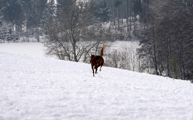 up and away, sorrel horse jumping in the snow