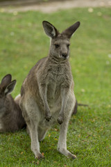 Eastern Gray Kangaroo Standing