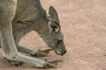Eastern Gray Kangaroon Up Close