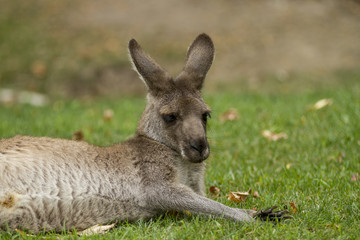 Naklejka na ściany i meble Eastern Gray Kangaroo
