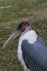 Portrait d'Oiseau marabout