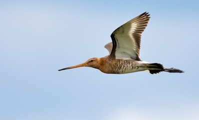 Black-tailed godwit flies near with open wings and side view
