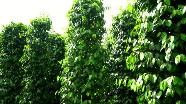 Unripe drupes of Black Pepper Piper nigrum 