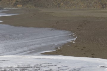 Goat Rock Beach -  northwestern Sonoma County, California,  is the mouth of the Russian River, and the southern end of this crescent shaped expanse is the massive Goat. Seagull, Seal. 