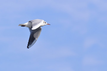 Fototapeta na wymiar Beautiful Seagull flying in the sky, Seagull with a blue sky