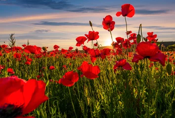Wall murals Poppy poppy flowers field in mountains. beautiful summer landscape at sunset