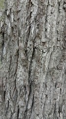 Old tree bark