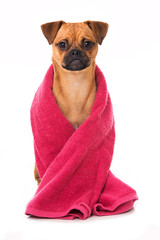 Hund mit Handtuch