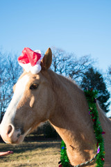 Christmas Portrait of a Horse