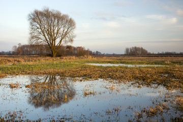 Puddles of water and large leafless tree on a wild meadow