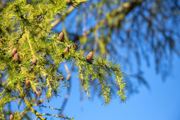 Close up pine cone background