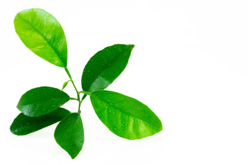 Citrus leaves with drops isolated on a white background. Collection. Full depth of field.