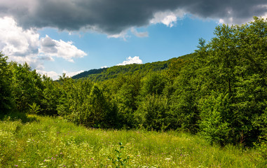 Fototapeta premium grassy meadow in forest on a cloudy day. lovely wild nature summer scenery in mountains. location Uzhanian National Nature Park, Ukraine