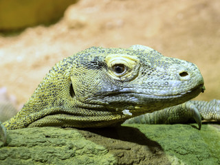 Komodo dragon, Varanus komodoensis, is the largest lizard
