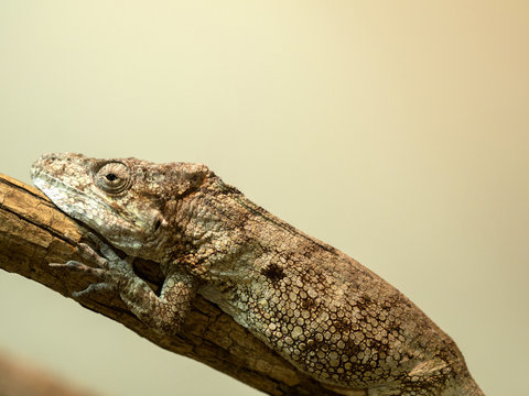 Western Bearded Anolis, Chamaeleolis barbatus, is perfectly masked