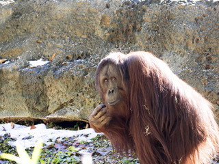Adult female Sumatran Orangutan, Pongo abeli, looks around © vladislav333222