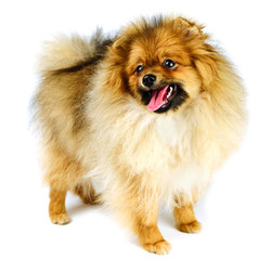Obraz premium miniature Pomeranian Spitz puppy standing on white background, front view isolated